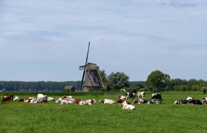 koeien-molen